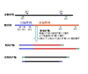 基因步移（genomic walking）实验