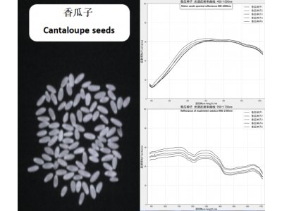 香瓜种子 400-1700nm光谱反射率