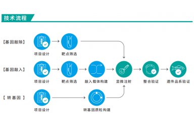斑马鱼品系构建（敲降/敲除/敲入/转基因等）