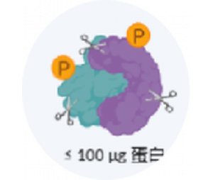 微量磷酸化+全蛋白组联合检测方案