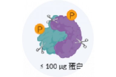 微量磷酸化+全蛋白组联合检测方案封面图