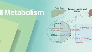 Cell Metabolism | 猪胆酸类再显神通！贾伟/郑晓皎/贾伟平等揭示猪去氧胆酸通过调控肠肝轴治疗NAFLD的新机制