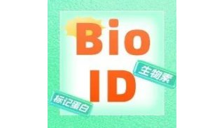 生物素（BioID）标记蛋白——in vivo and in vitro的应用！！！