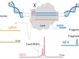 应用分享︱采用UP-SW3000色谱柱分析CRISPR-Cas9核酸复合物及其多聚体