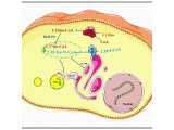 Journal of Cell Biology | 梁斌团队发现支链脂肪酸维护内质网稳态调控脂滴增长