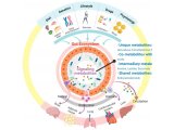 Nature全新方法绘制肠道微生物代谢谱，再加速菌群-宿主共代谢研究进程