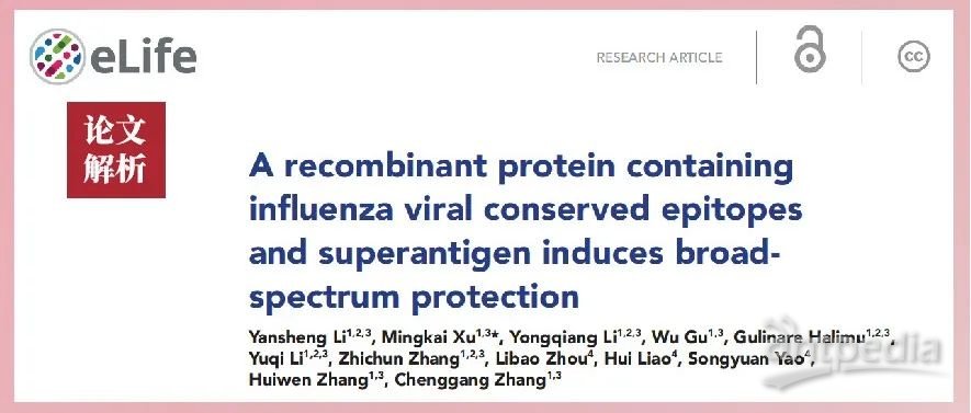 论文解析 | 流感病毒研究中BeaverBeads® Protein A/G抗体纯化磁珠的应用