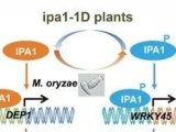 Science：IPA1磷酸化修饰为平衡产量与抗性的关键调控枢纽