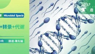 项目文章 | 中国农科院张宏福、赵勇团队探究肠道-睾丸轴：肠道菌群可改善精子质量