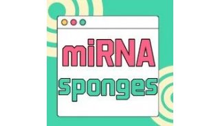 如何长效抑制miRNA ——miRNA sponges 必须了解下