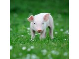 猪尿中也可以检测到瘦肉精？