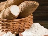 木薯淀粉的蛋白质含量是多少？