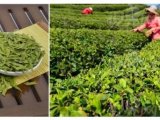 文献分享丨表面增强拉曼光谱技术对茶叶中百草枯与敌百虫农药残留的快速检测