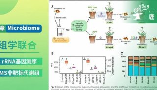 项目文章 | Microbiome发文，16S+代谢组学如何“步步为营”探究植物生长奥秘？