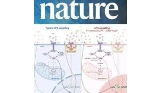 Nature | 巨噬细胞富马酸水合酶抑制线粒体RNA介导的干扰素产生
