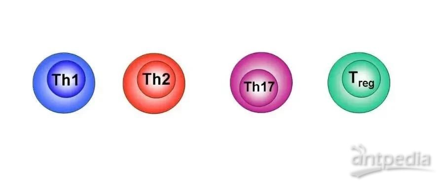 人人学懂免疫学第二十三期：Th2、Th17和Th0细胞