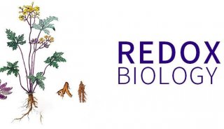 Redox Biology | 乙酰化修饰组学揭示小檗碱抗炎作用新机制