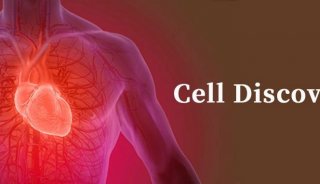 Cell Discov | 孙英贤教授团队揭示心肌肥厚和心肌纤维化机制及治疗靶点