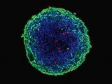 3D 细胞球，从培养到分析