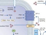 BJC | 癌症中脂肪酸代谢的重编程