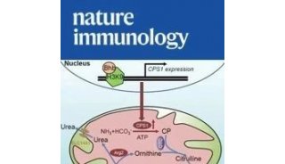 Nature Immunology | CD8+T细胞通过尿素和瓜氨酸循环解氨毒以促进自身记忆发育