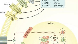 Nature子刊 | 短链脂肪酸在微生物-肠-脑通讯中的作用（综述）