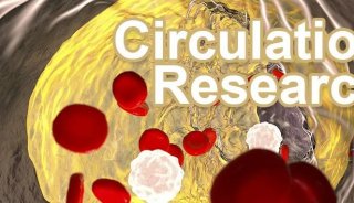 Circ Res | 天津医科大学艾玎团队4D蛋白组揭示YAP调控不良饮食诱导的动脉硬化新机制