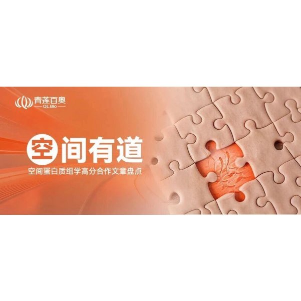 “空”间有道｜空间蛋白质组学高分合作文章盘点：皮肤研究如何“定位”真相？