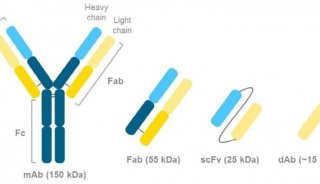 应用分享︱Protein L亲和层析纯化重组抗体Fab片段