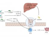 Protein & Cell | 肠道菌群及其代谢物在代谢性疾病中的作用