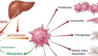 Cell Metabolism 综述 | 肝星状细胞的可塑性代谢调节能力