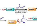 烯丙酮介导的肽键的形成及其在肽合成中的应用
