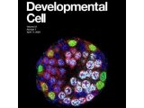 赋能科研 | 华大智造DNBelab C4 单细胞平台赋能，复旦大学发布“表观遗传机制调控减数分裂启动”的研究
