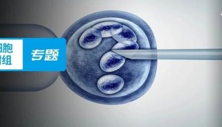 单细胞代谢组专题 | 胚胎发育研究中的单细胞样本解决方案