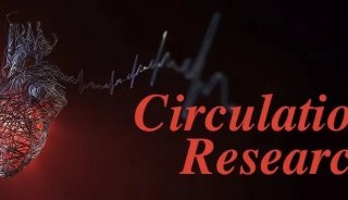 Circ Res | 哈尔滨医科大学张毛毛团队揭示乳酸化修饰调控心梗后修复机制