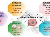 Theranostics | 胶质母细胞瘤生长的能量代谢机制和治疗靶点
