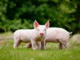 猪肉、猪肝中β-受体激动剂残留量测定的整体解决方案—— GB 31658.22-2022