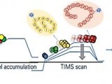 捕集离子淌度质谱（TIMS）带来磷酸化蛋白质组研究新的深度