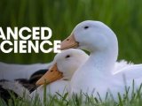项目文章 | mGWAS加速肉鸭育种研究进程