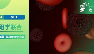 GUT | 单细胞转录+代谢组学：台湾辅仁大学陆嘉真团队发现肠道微生物群能调节慢性阻塞性肺病发病机制