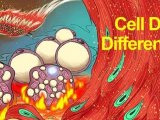 Cell Death Diff | 刘兴国组功能多组学揭示乙酰化介导的“脂滴涅槃”启动细胞再生的全新模式