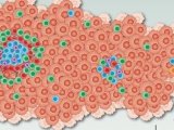 这篇发表在13+期刊的综述，终于把B细胞和三级淋巴结构在免疫治疗中的作用讲透了！