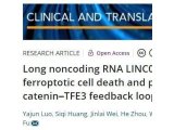 CTM:重庆医科大学附属第一医院研究团队发现LINC01606保护肠癌细胞免于铁死亡及促进干性的机制