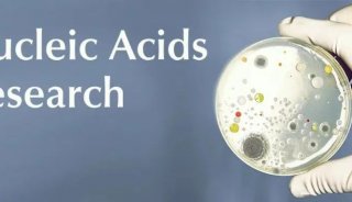 Nucleic Acids Res | CspC乙酰化助力铜绿假单胞菌在宿主体内“兴风作浪”