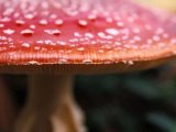小心蘑菇成“魔菇”！关于蘑菇毒素的检测