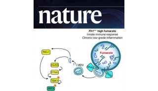 Nature | 小分子代谢物的持续发力：富马酸诱导免疫反应新机制