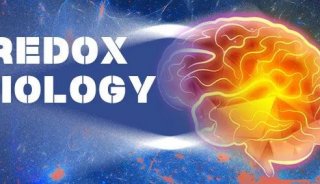 Redox Biology: 苏州大学苏州医学院研究团队发现脑出血后内源性H2S是调控小胶质细胞持续吞噬的关键因子