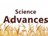 Sci Adv | 河南农业大学报道小麦巴豆酰化修饰图谱，揭示低温抗性新机制