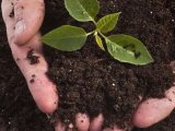 助力“土壤三普” 守护土壤健康丨浅谈土壤元素有效态