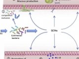 SCFAs | 肠道菌群发挥广泛调控作用的“重要武器”--短链脂肪酸